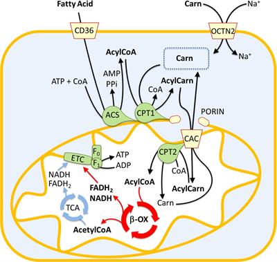 The Link Between the Mitochondrial Fatty Acid Oxidation Derangement and Kidney Injury